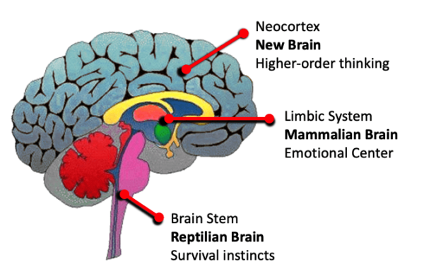 Triune Brain Labeled Color – DR. PAM | MEDIA PSYCHOLOGIST